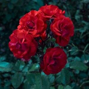 Red Velvet Roses