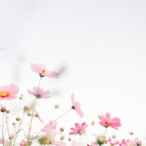Pinky Peony Bundle